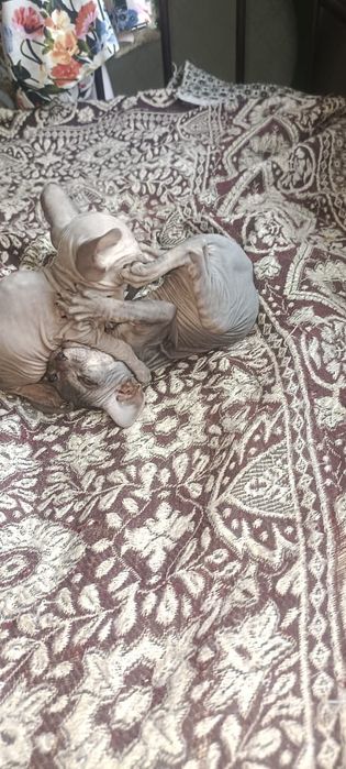 Котята.       сфинкса