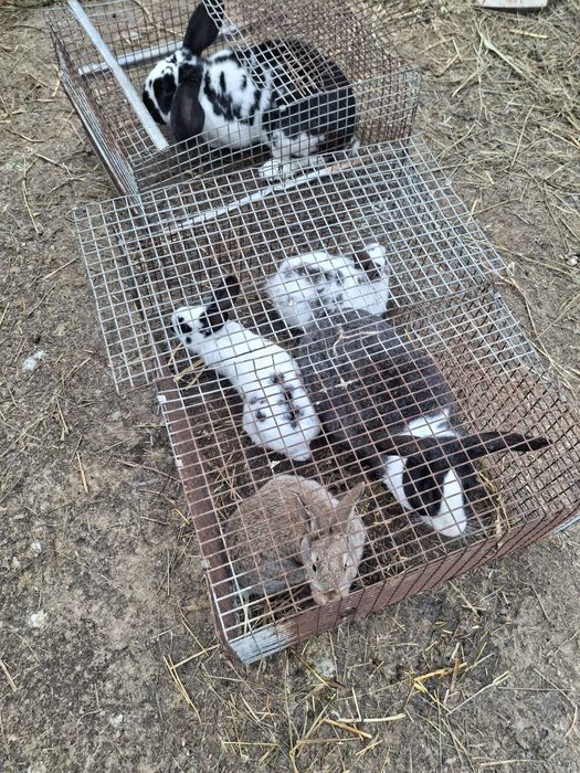 Vand iepruri din diferite rase