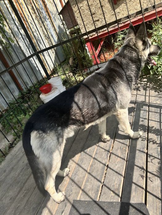 Кобель ВЕО на вязку