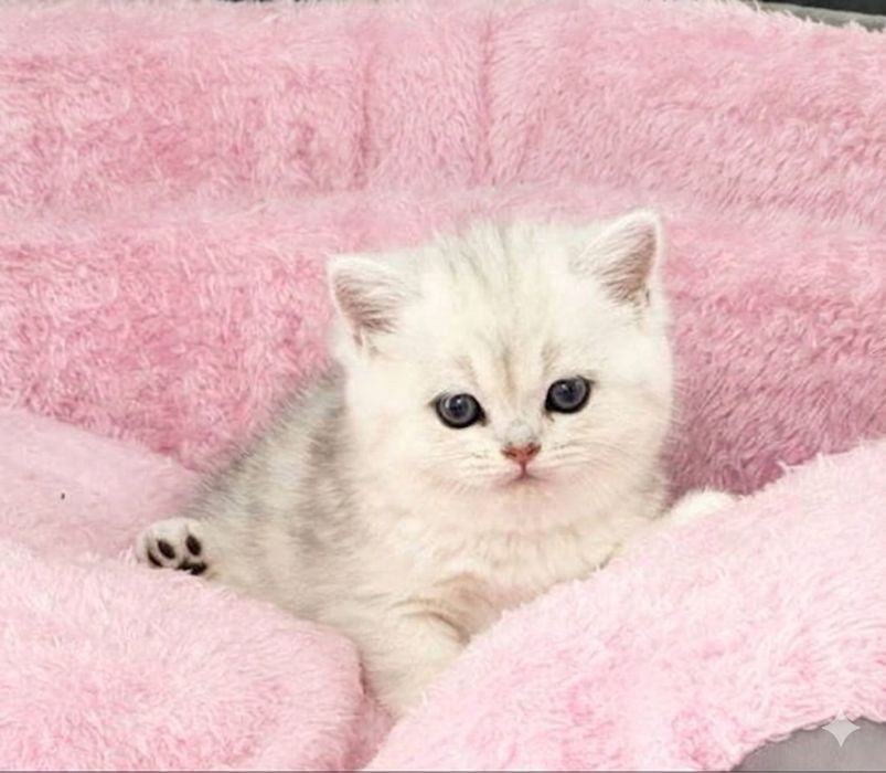 Toza zotli mushukcha sotiladi