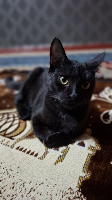 Хадияга, яхши колларга