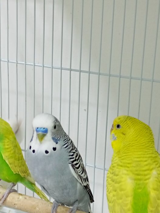 Продам птиц разных пород карела волнистые попугаи розеллы Александр