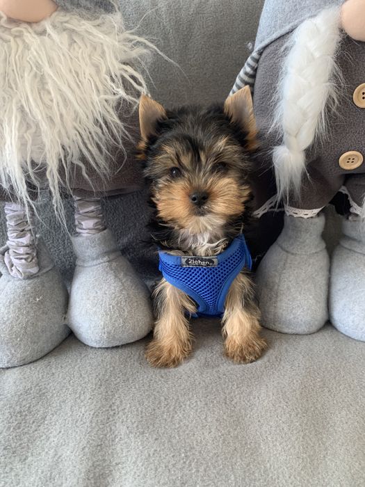 Йоркширски териер ,Йорки