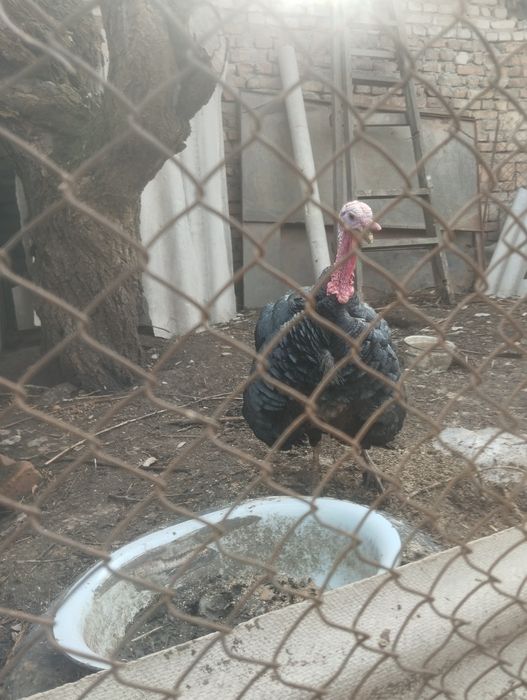 Продам индюка на племя