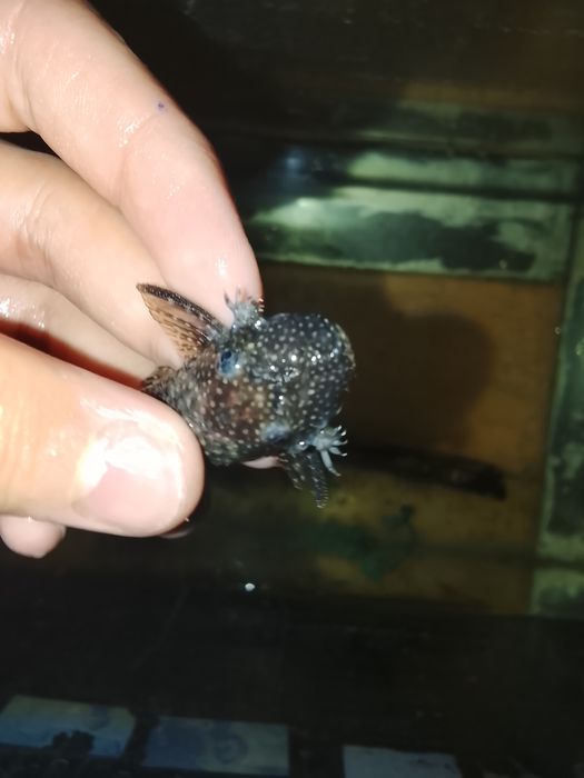 Аквариум сатылады