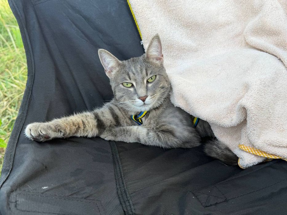 Отдам в добрые руки кота Тиму