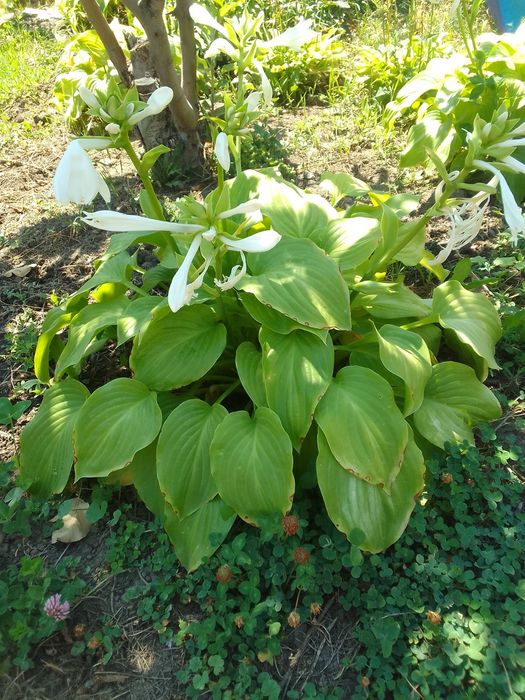 Хосты  - кусты продам