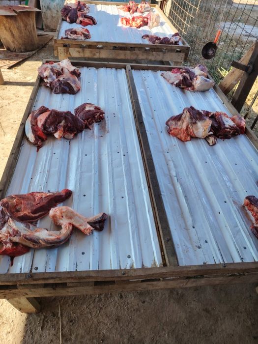 Семиз тай кунандар