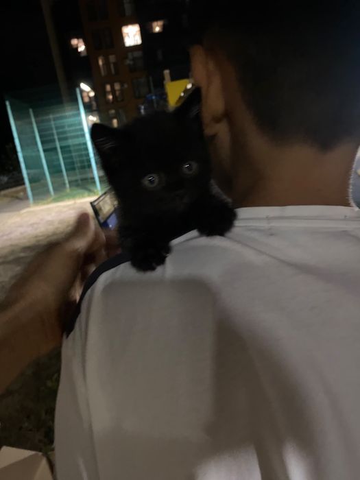 Котята остались на улице