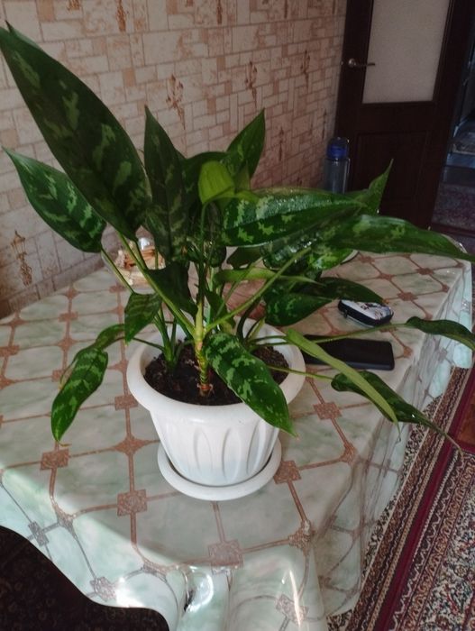 Продам цветы комнатные