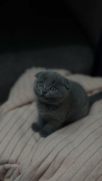 Продается котенок