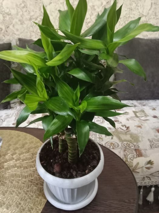 Бамбук Лакки продам