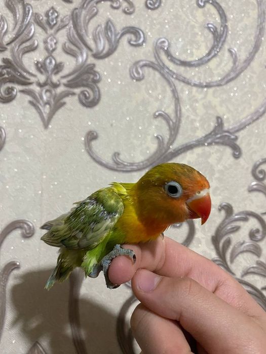 Ruchnoy popugay nerazluchka