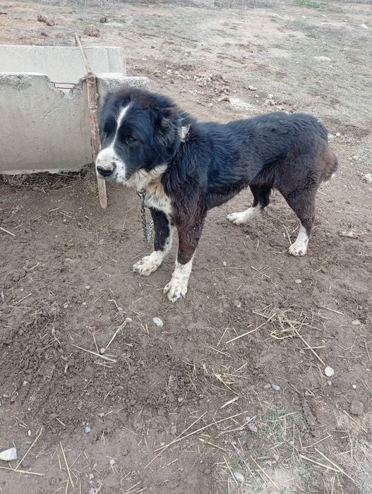 Продается собака порода алабай (сука)