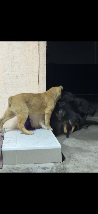 Чистокровный Алабай