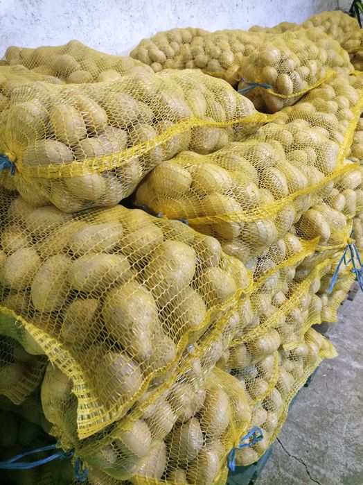Картофи за консумация Сорая