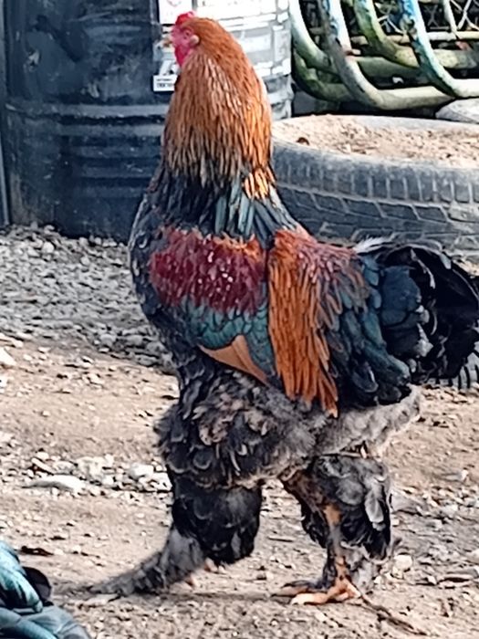 Vand cocoși tineri ,și oua pt incubat