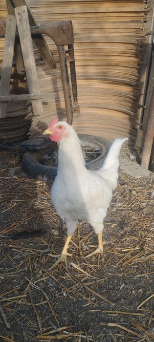 Продам  петушков
