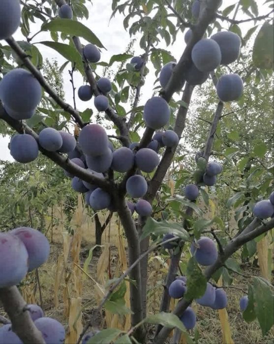 Vand prune de tuică