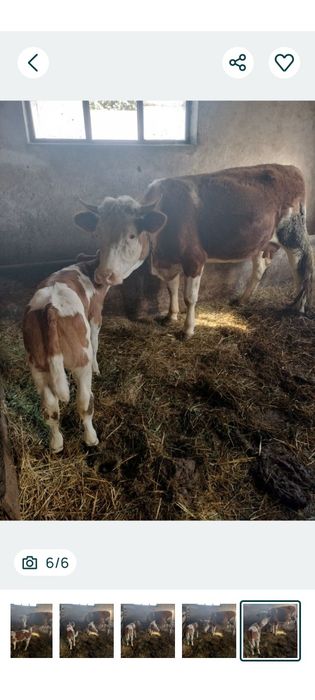 Vaca cu vițel de 2 luni jumate