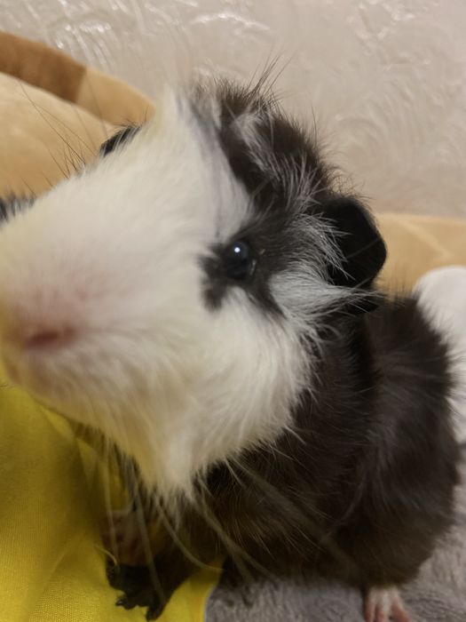 Продам морскую свинку