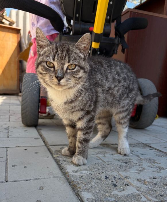 Отдам кота в добрые руки