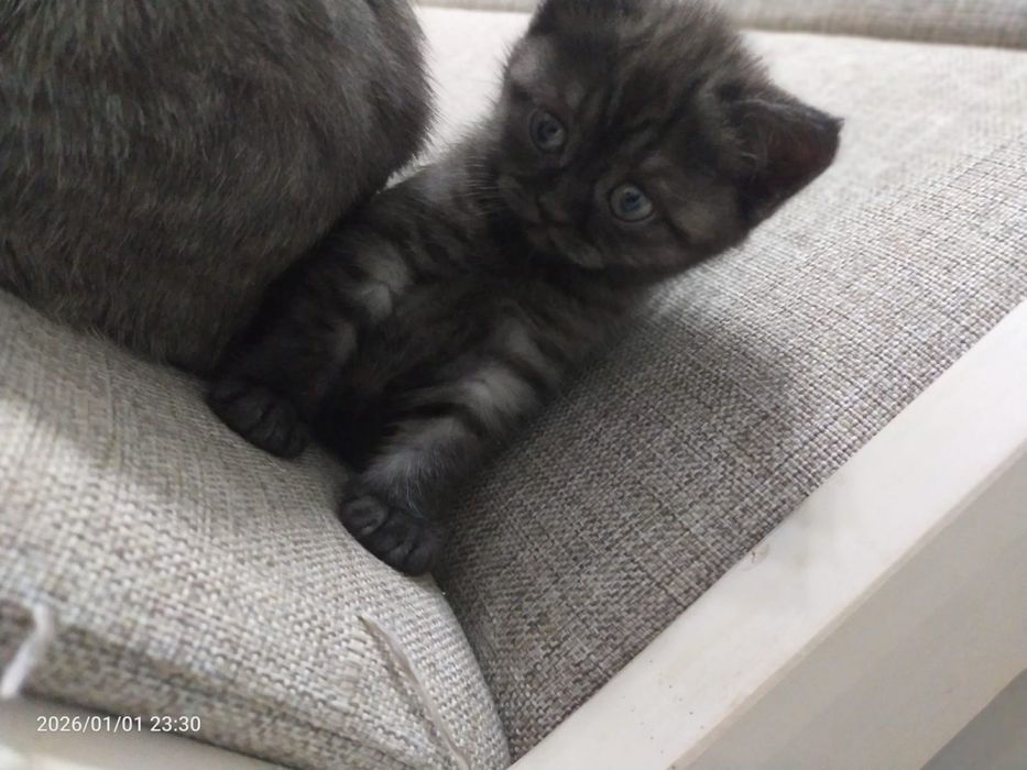 Продам породистого котёнка