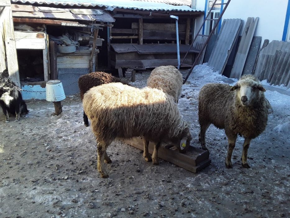 Продам годовалых баранов