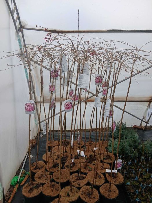 Плачеща японска вишна – Prunus ‘Pendula Rubra’