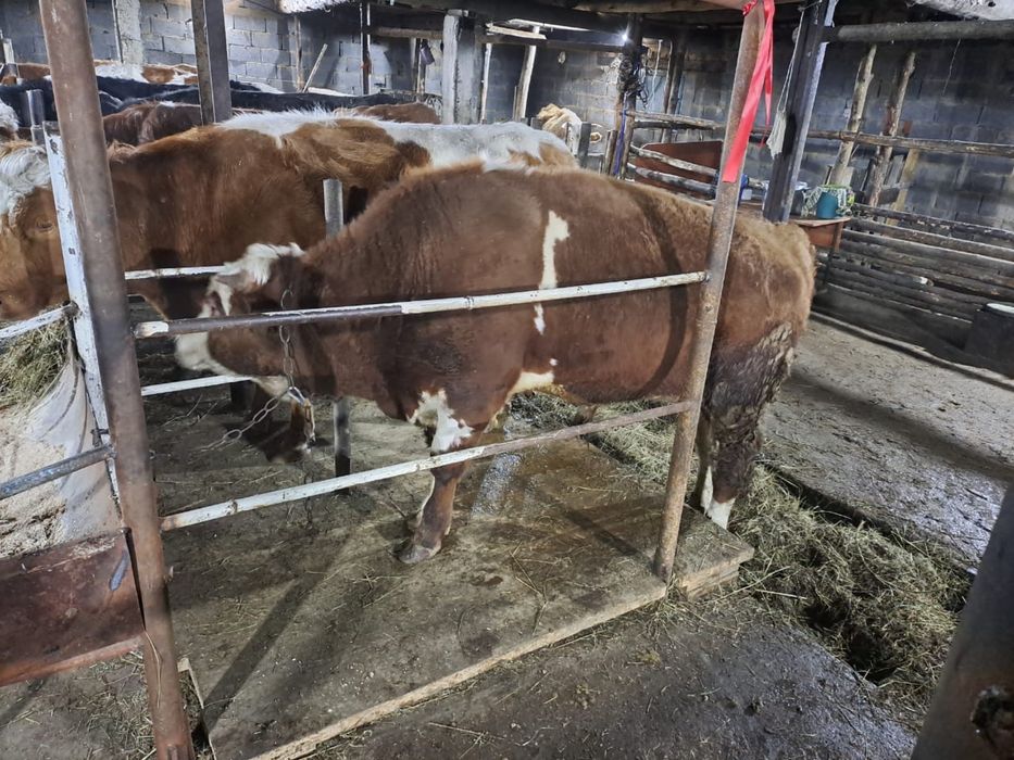 Дойная корова и Бык производитель