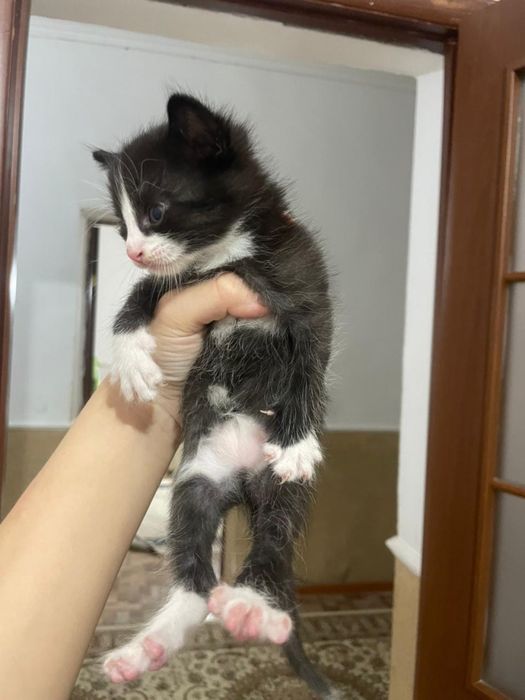 котята бесплатно