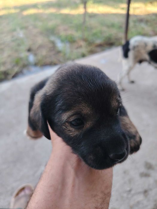 Ruskiy spaniel 2 ta urgochi bolasi
