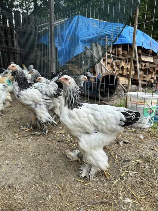 Disponibile perechi/ familii brahma herminat deschis tineret