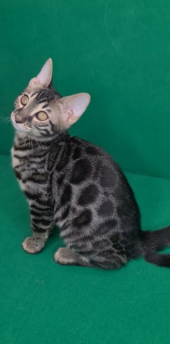 Бронь на лучших бенгалов!