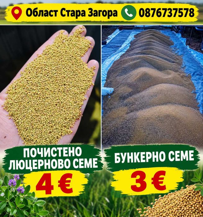 Люцерново семе област Стара Загора