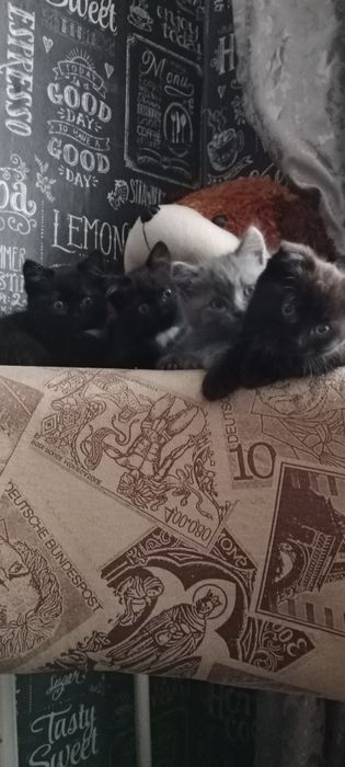 Сибирский котята
