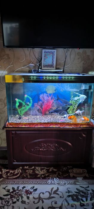Tillarang Akvarium Sotiladi Baliqlari bn 150  $