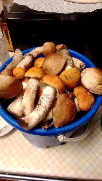 Продам свежесрезанные грибы