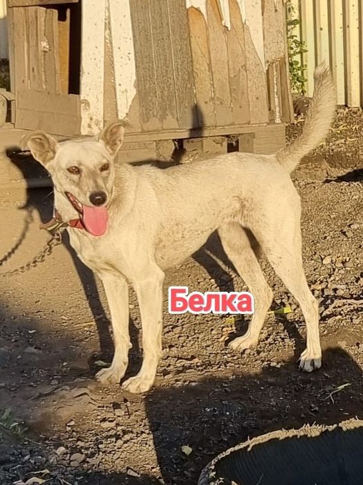 Дарю в добрые и ответственные руки