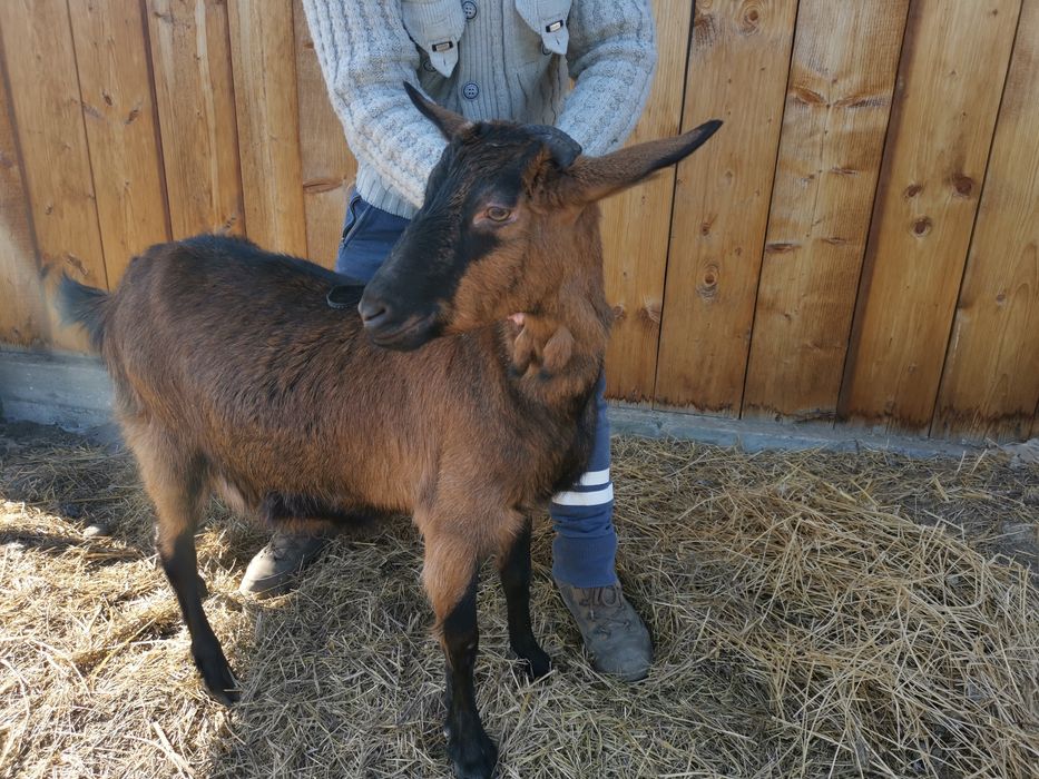 Vand capre metisate alpina franceza