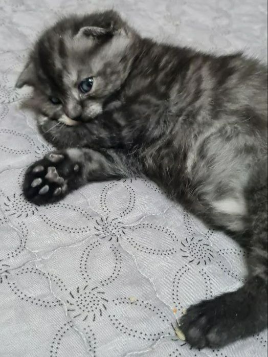 Продаётся котёнок