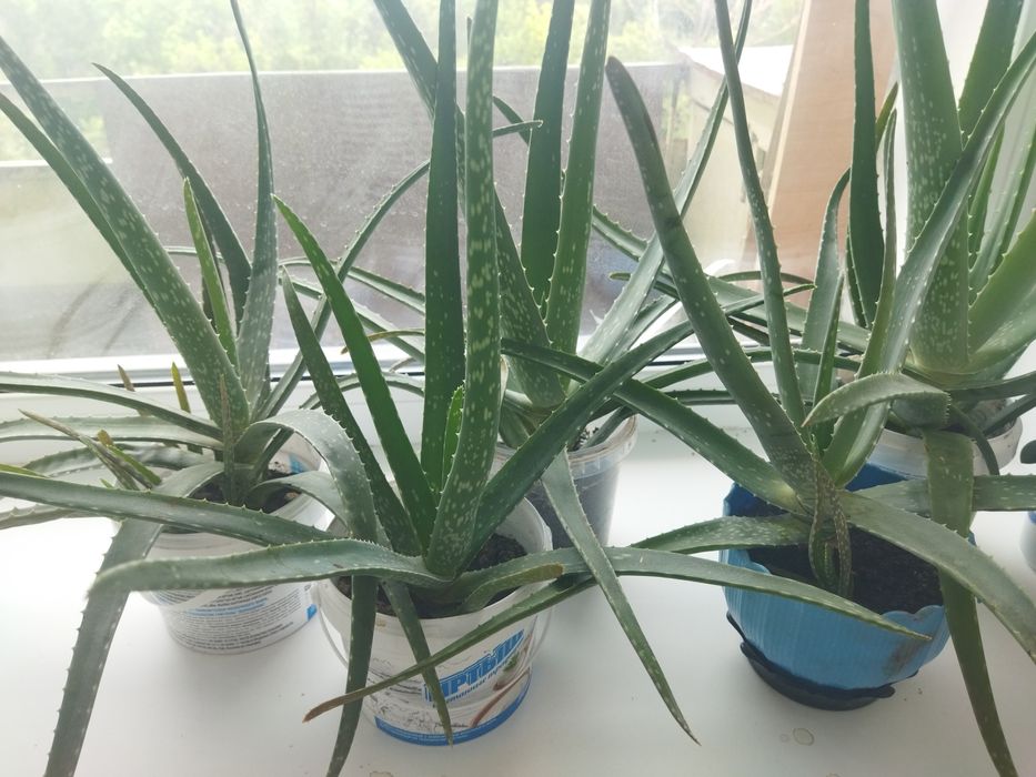 Продам срочно алоэ вера