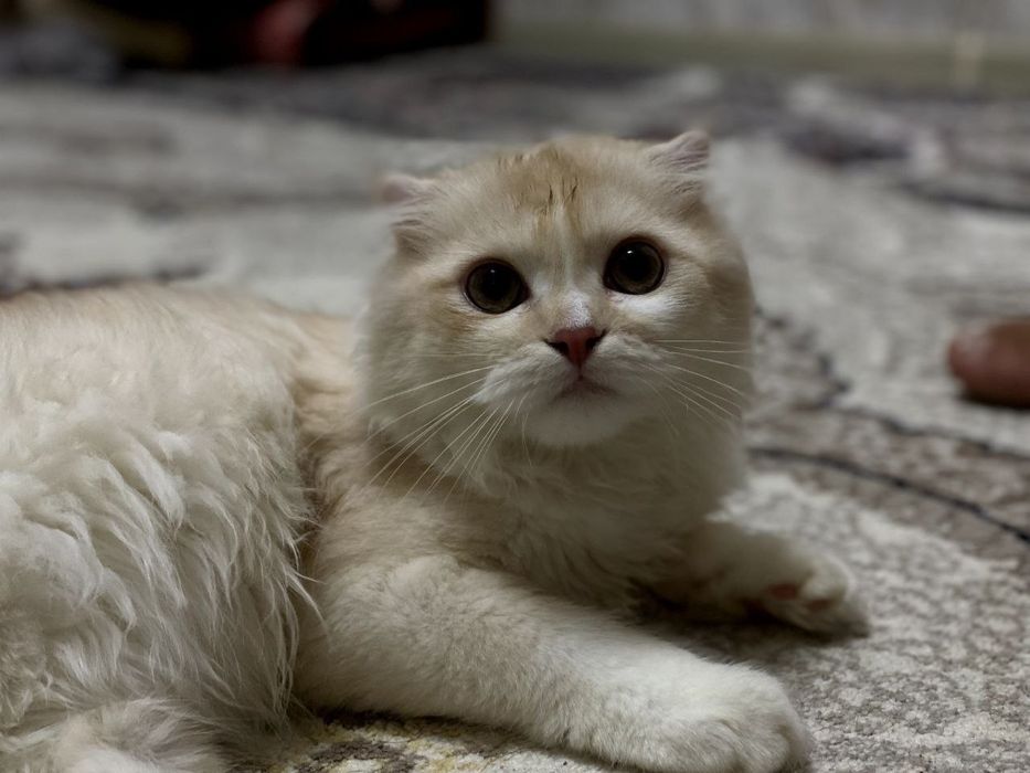 Scottish Fold Longhair (Highland Fold)