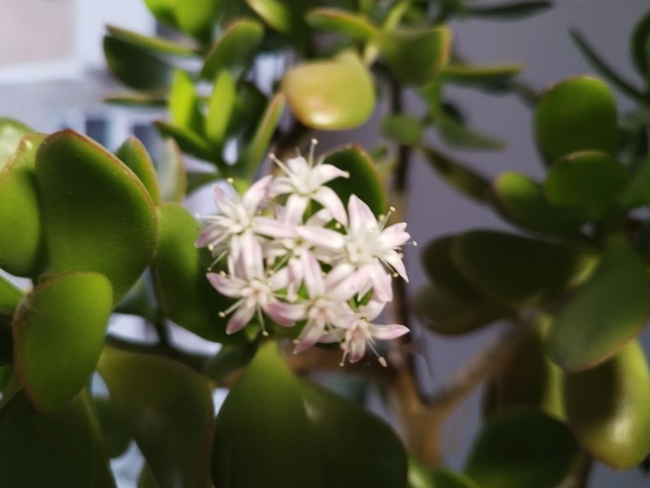 Денежное дерево цветущее