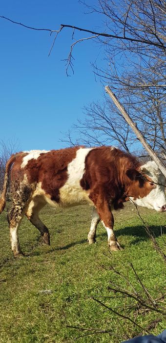 Juncă bălțată românească