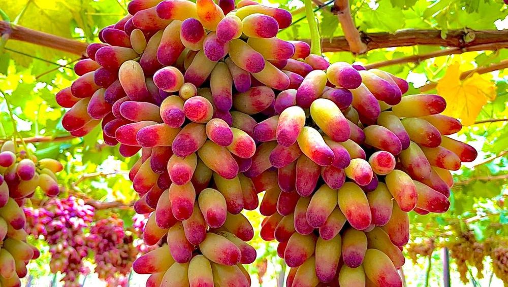 Eng YANGI SORT UZUM Kuchatlari