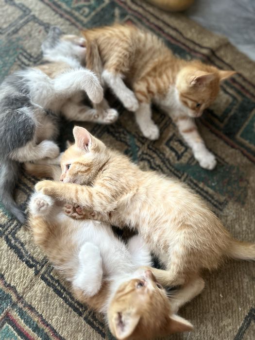Котята в доьрые руки !!!