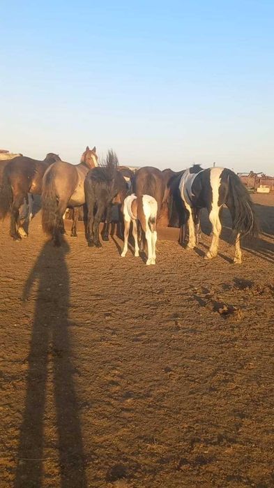 Продам табун лошадей. Кобылы(жерёбые) и жеребец .