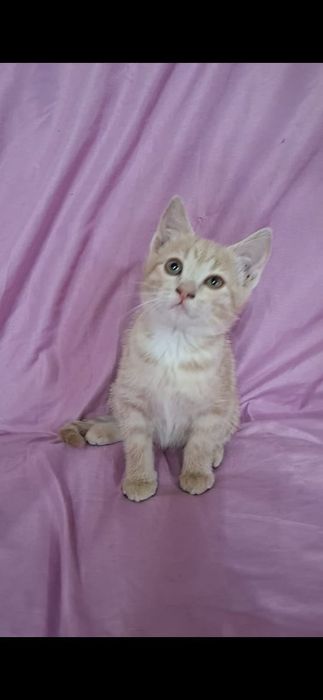 Персиковая девочка котенок Перси в добрые руки!
