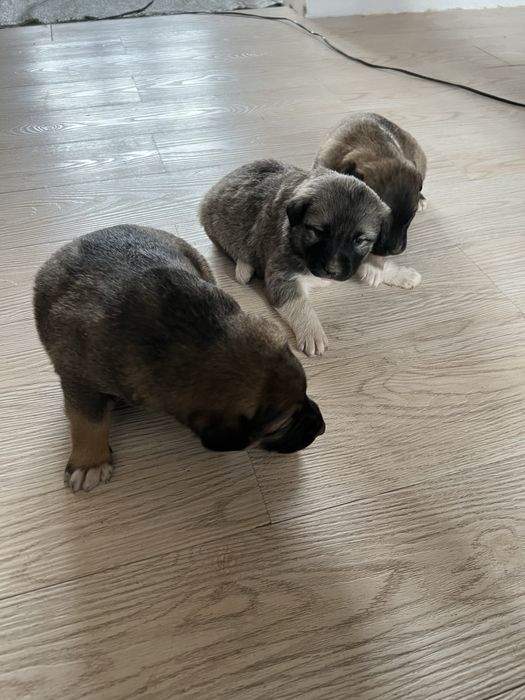 Щенята 1-1,5 месяца